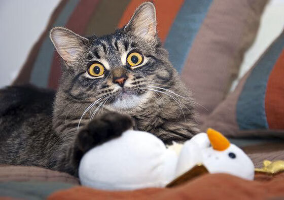 _梦幻天空跑：在云端奔驰的奇妙体验_，梦幻天空图片