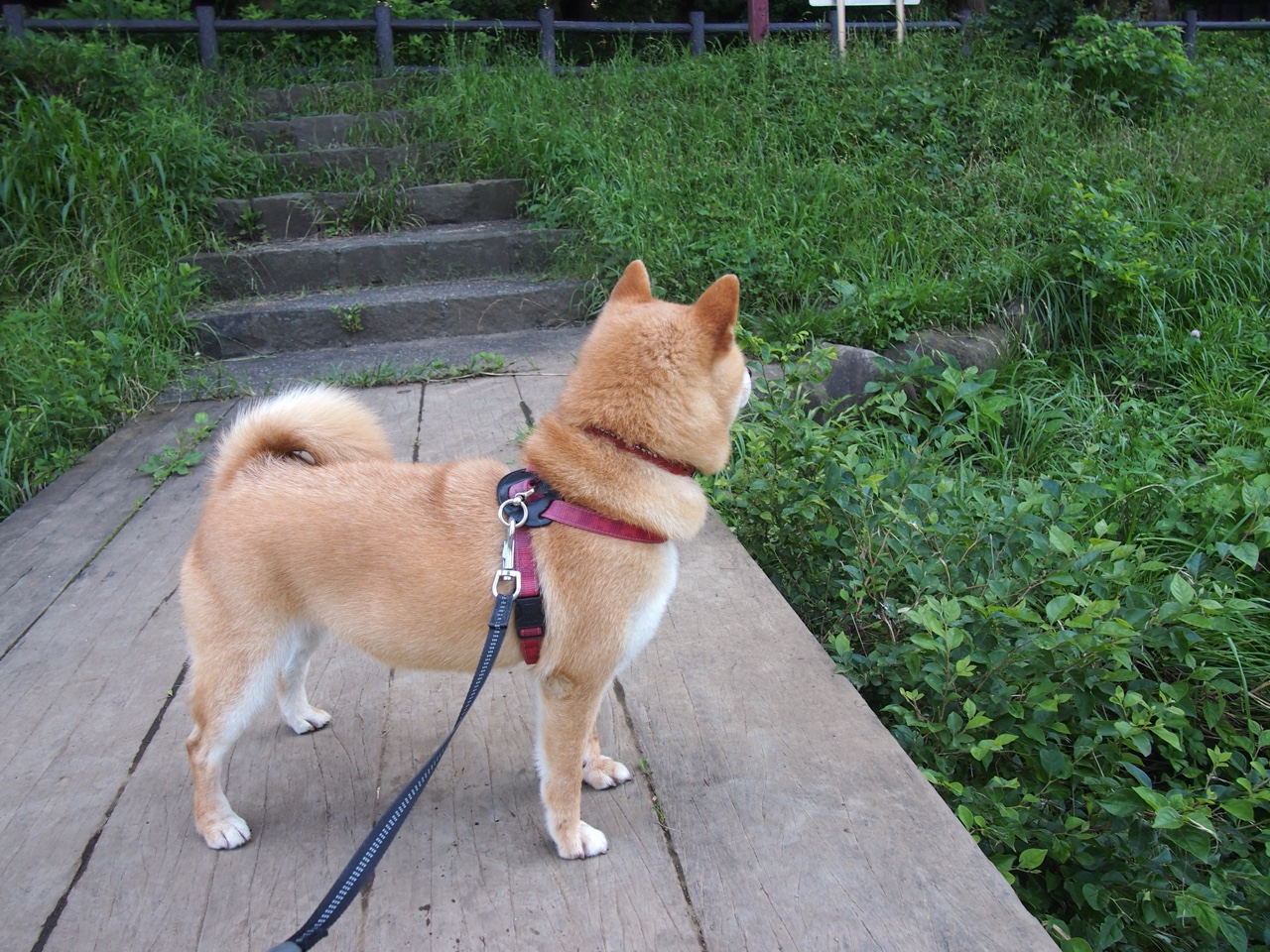 _费德勒宣布退役，网坛传奇告别赛场_，费德勒退出2020赛季 新闻