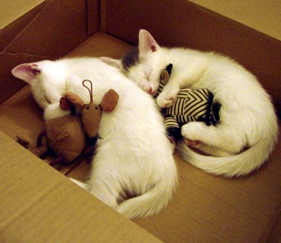 “法甲争冠火药味十足，劲旅全力冲刺最后阶段”，法甲 经典比赛