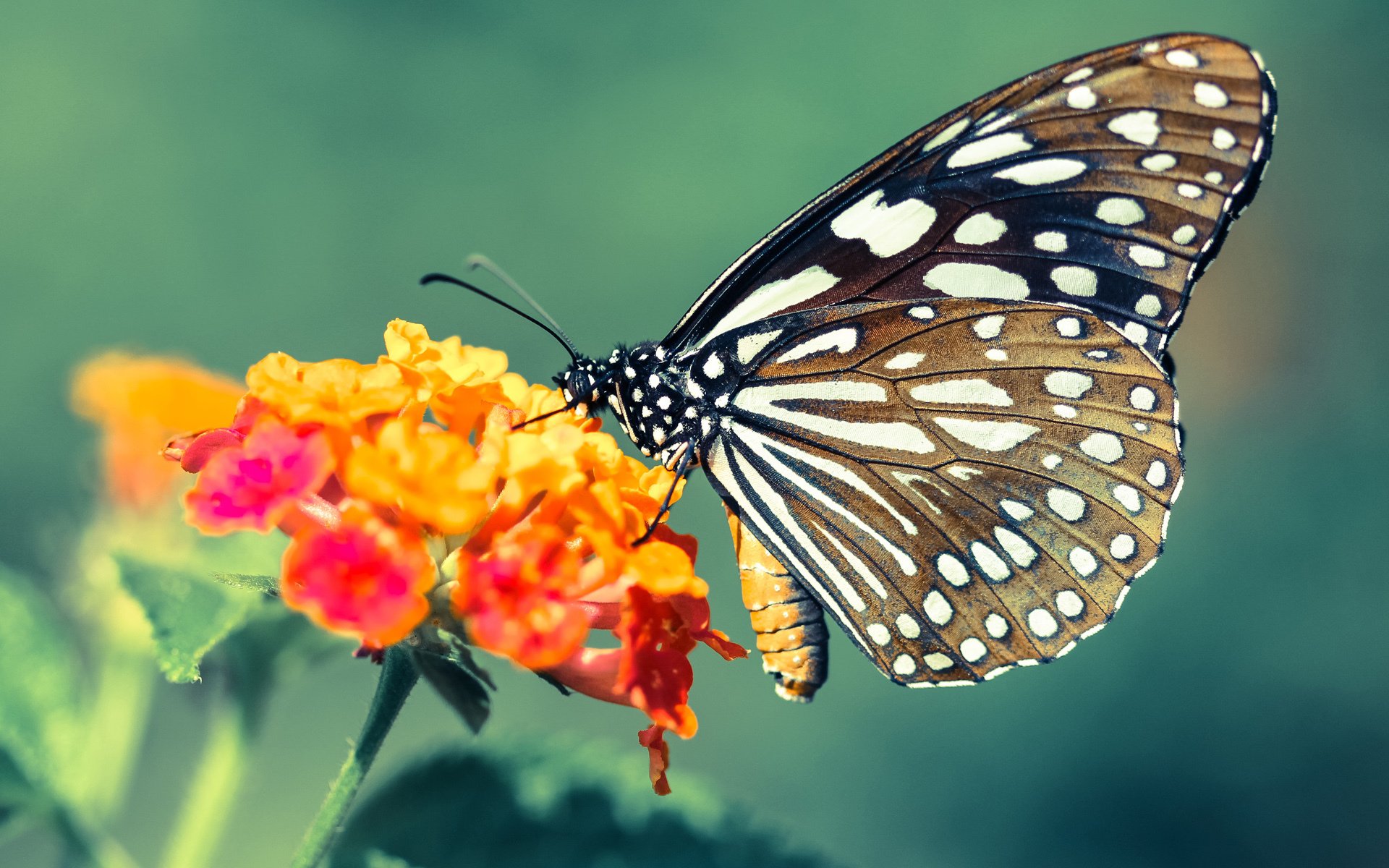 全国青少年“跨界融合”足球-篮球活动在成都引领新时尚，倡导多项运动结合