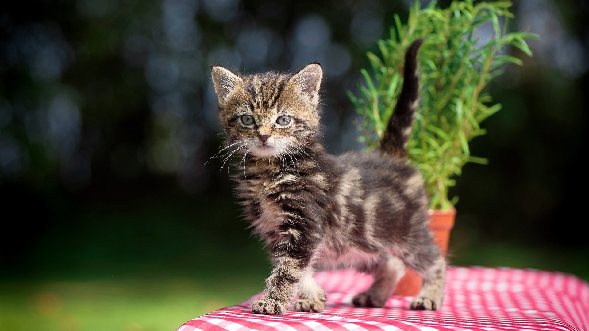 圣吉卢瓦联队在比甲联赛中表现出色，接近夺冠。，圣吉卢瓦联队在比甲联赛中表现出色,接近夺冠的球队